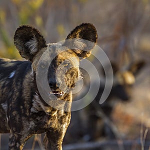 African wild dog in Kruger National park, South Africa