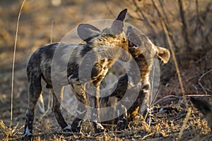 African wild dog in Kruger National park, South Africa