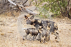 African wild dog in Kruger National park, South Africa