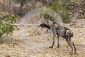 African wild dog in Kruger National park, South Africa