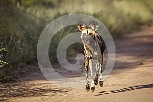 African wild dog in Kruger National park, South Africa photo