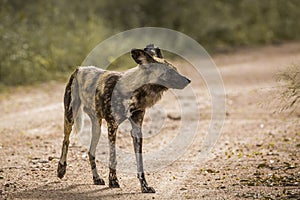 African wild dog in Kruger National park, South Africa photo