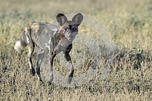 African Wild Dog looking at camera