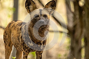 African wild dog looking at camera