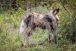 The African wild dog Lycaon pictus