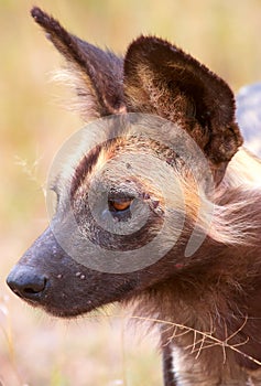 African Wild Dog (Lycaon pictus) photo