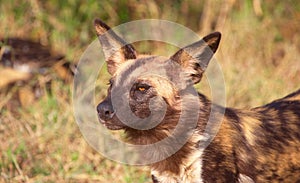 African Wild Dog (Lycaon pictus)