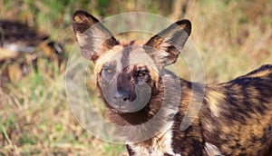 African Wild Dog (Lycaon pictus)