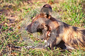 African Wild Dog (Lycaon pictus)