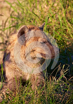 African Wild Dog (Lycaon pictus)