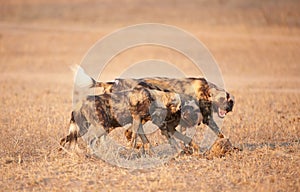 African Wild Dog (Lycaon pictus) photo
