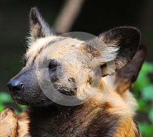 The African wild dog Lycaon pictus