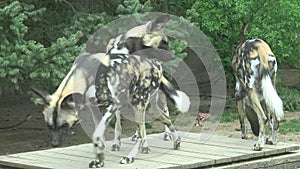 The African wild dog Lycaon pictus