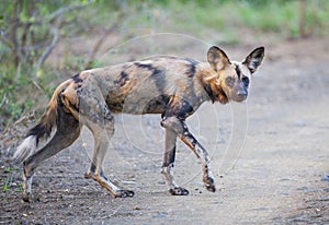 The African wild dog (Lycaon pictus)