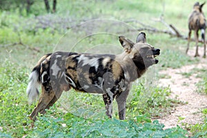 African wild dog, Lycaon pictus