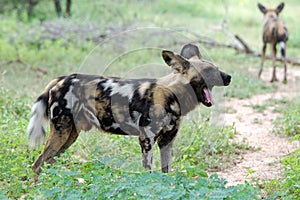 African wild dog, Lycaon pictus