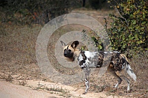 African wild dog, Lycaon pictus