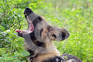 African wild dog, Lycaon pictus