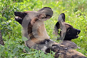 African wild dog, Lycaon pictus