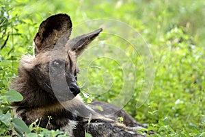 African wild dog, Lycaon pictus