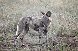 African wild dog (Lycaon pictus)