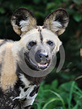 African wild dog (lycaon pictus)