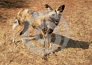 African wild dog (lycaon pictus)