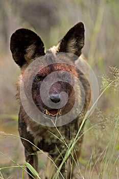 African Wild Dog, lycaon pictus, Adult with Bloody Face, Namibia