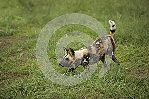 African Wild Dog, lycaon pictus, Adult in Defensive Posture, Namibia