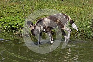 AFRICAN WILD DOG lycaon pictus, ADULT ENTERING WATER, NAMIBIA
