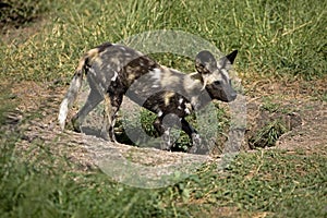 African Wild Dog, lycaon pictus, Adult standing at Den Entrance, Namibia