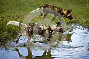 African Wild Dog, lycaon pictus, Adult walking in Water Hole, Namibia