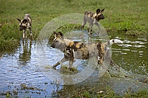 African Wild Dog, lycaon pictus, Adults crossing Water Hole, Namibia
