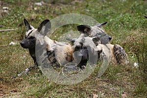 African Wild Dog, lycaon pictus, Adults laying on Grass