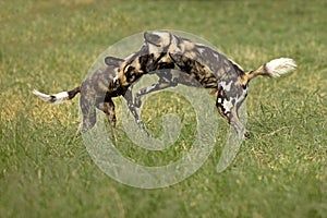 African Wild Dog, lycaon pictus, Adults playing, Namibia