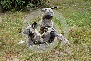 African Wild Dog, lycaon pictus, Adults standing on Grass