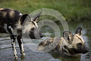 African Wild Dog, lycaon pictus, Adults standing in Water Hole, Namibia