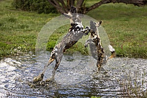 African Wild Dog, lycaon pictus, Adults standing in Water Hole, standing on Hind Legs, Namibia