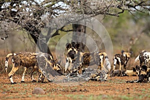 The African wild dog Lycaon pictus also as African hunting or African painted dog or painted wolf in the bush. A pack of wild