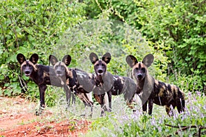 African wild dog Lycaon pictus, also called painted dog