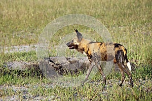 He African wild dog Lycaon pictus, also known as African hunting  or African painted dog or painted wolf, adult male after a