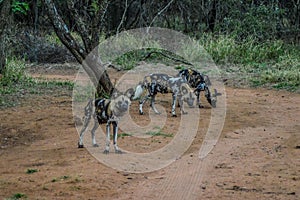 The African wild dog Lycaon pictus, also known as African hunting or African painted dog or painted wolf in a game reserve