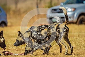 The African wild dog Lycaon pictus, also known as African hunting or African painted dog or painted wolf in a game reserve