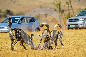 The African wild dog Lycaon pictus, also known as African hunting or African painted dog or painted wolf in a game reserve