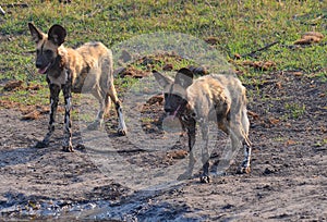 The African wild dog Lycaon pictus, also known as African hunting dog,