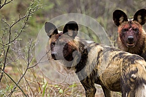 AFRICAN WILD DOG lycaon pictus, BLOODY FACES AFTER FEEDING A KUDU`S CARCASS, NAMIBIA