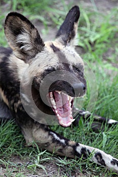 African Wild Dog (Lycaon pictus) calling. South Africa