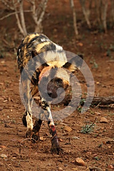 The African wild dog Lycaon pictus covered by blood after successful hunt walking in dry savanna