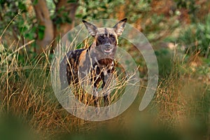 African wild dog, Lycaon pictus, detail portrait open muzzle, Mana Pools, Zimbabwe, Africa. Dangerous spotted animal with big ears