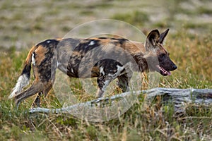 African wild dog, Lycaon pictus, detail portrait open muzzle, Mana Pools, Zimbabwe, Africa. Dangerous spotted animal with big ears